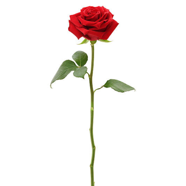 Single Red Rose